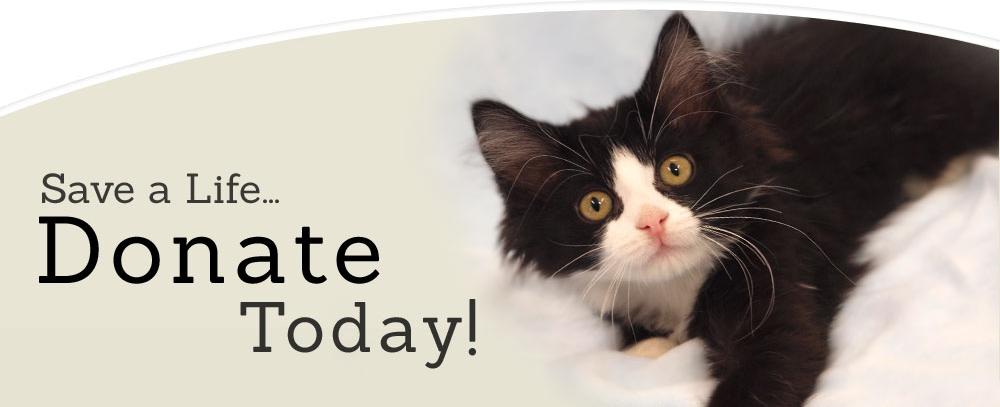 WE NEED YOUR HELP Please Donate to help cats and kittens at shelter in KY 